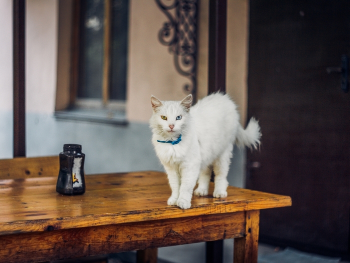 Novorossiysk cats - Helios 77m-4, Manual optics, Novorossiysk, cat, My