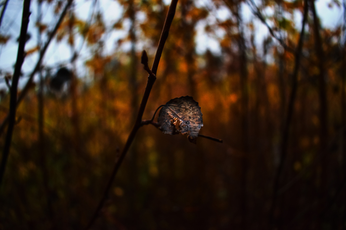 Last page... - My, Photographer, Autumn, Leaves, League Photos, The photo, After the rain