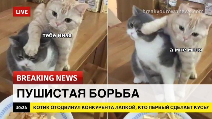 Пушистая борьба