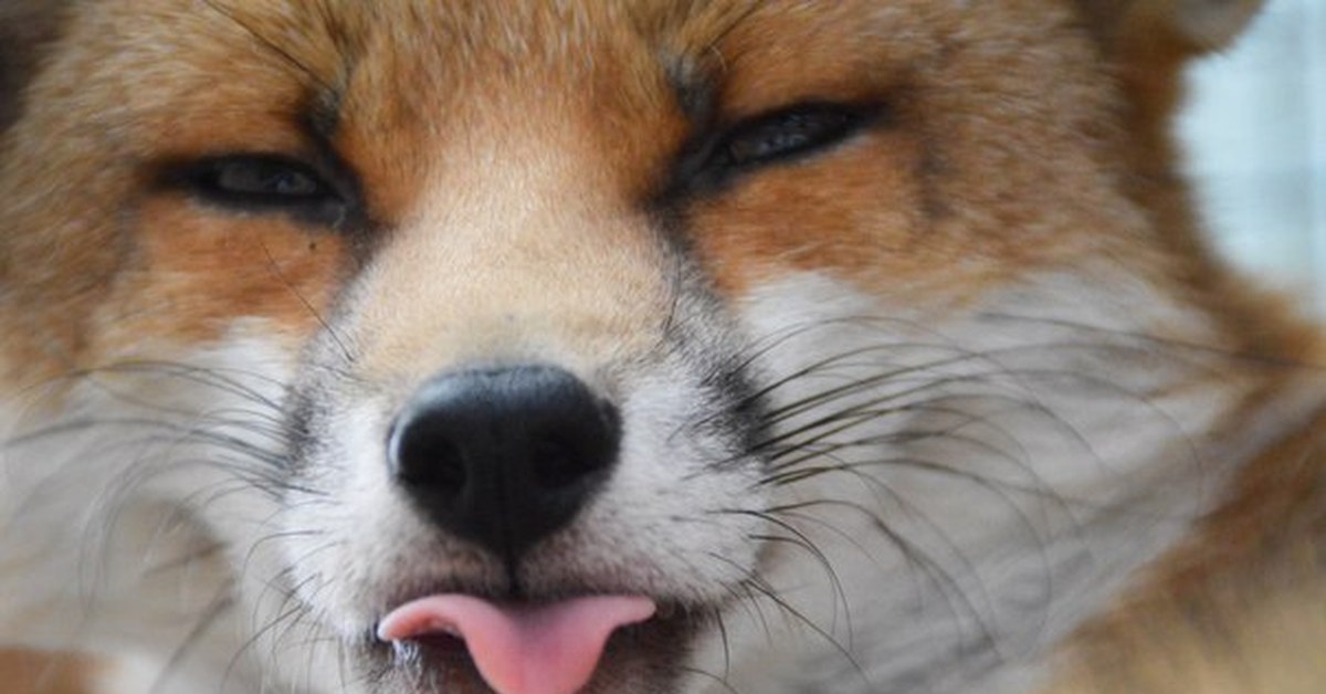 Покажи fox. Лиса. Лиса показывает язык. Лиса облизывается. Лисенок с языком.