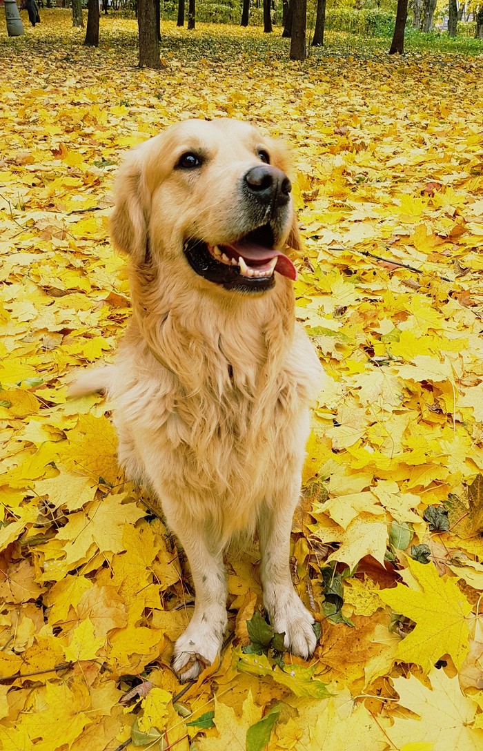 Hello October) - Good boy, My, Longpost, Autumn, Dog