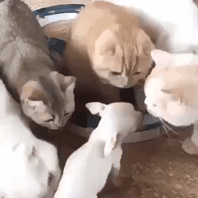 -Это кто?!  -Хозяйка сказала, что собака..