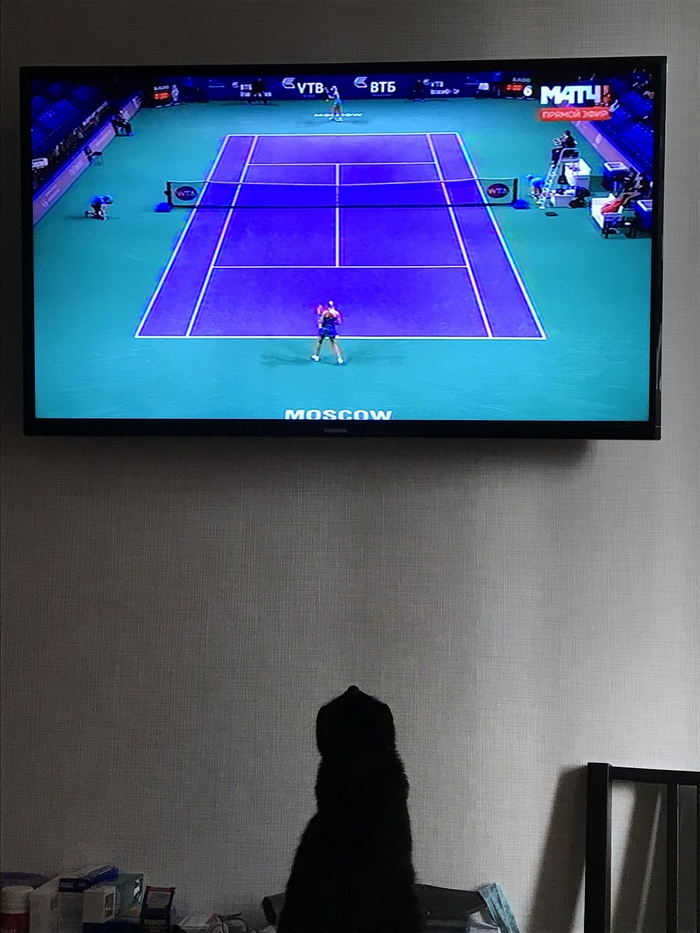 The cat and the Kremlin Tennis Cup. - My, Tennis, Sport, cat