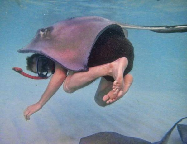 warm stingray - Stingray, A blanket, Sea, Ocean, Diver