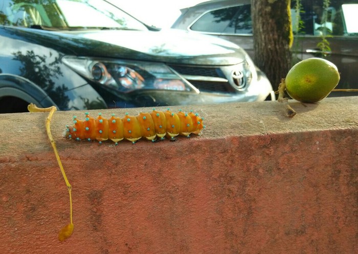 Шелкопряд инкогнито