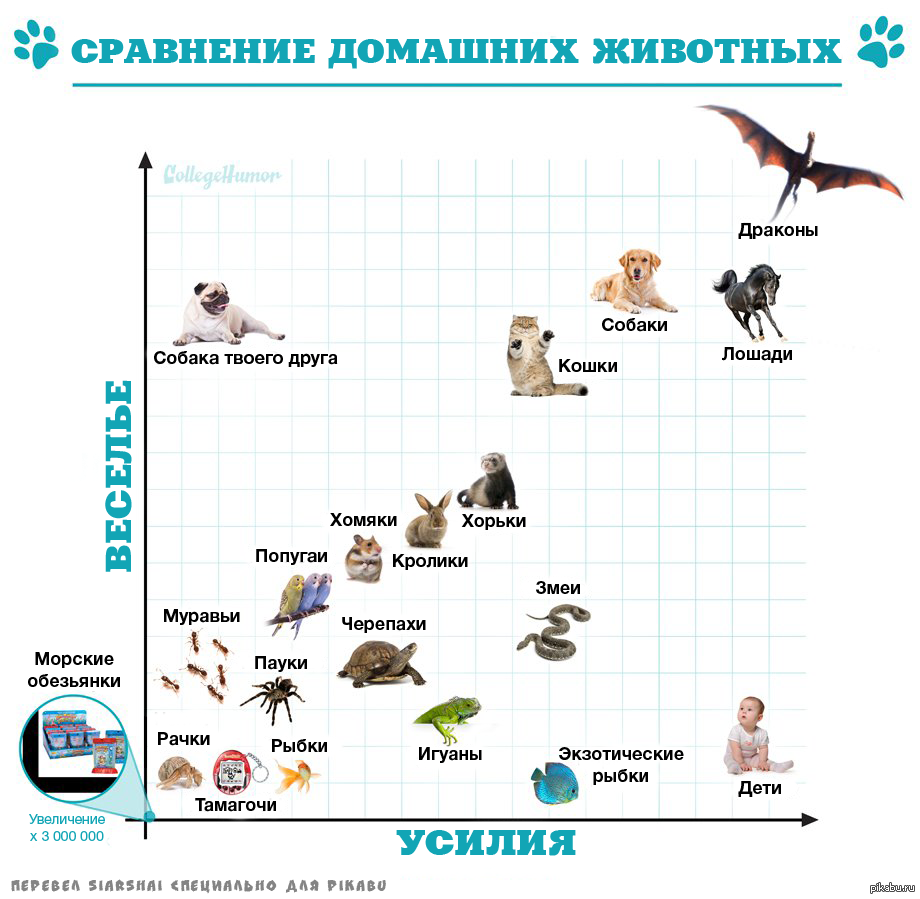 Сравнение с животными. График животных. График про домашних животных. Сравнение животных. График с животными.