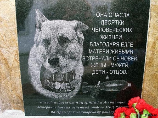 Собака-Герой | Пикабу