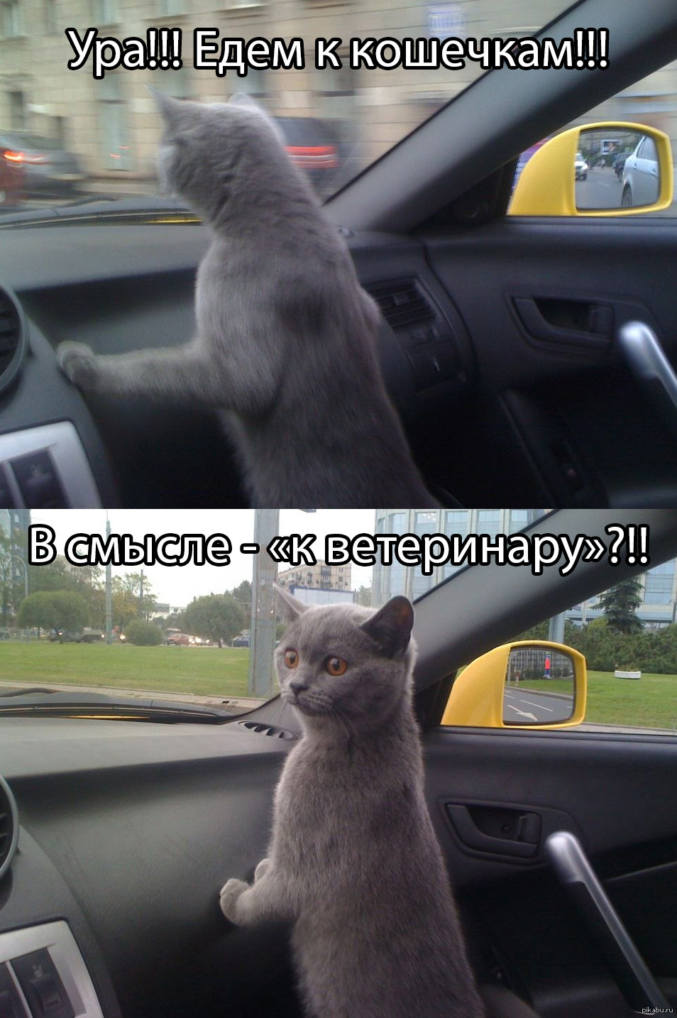 Кот едет в машине
