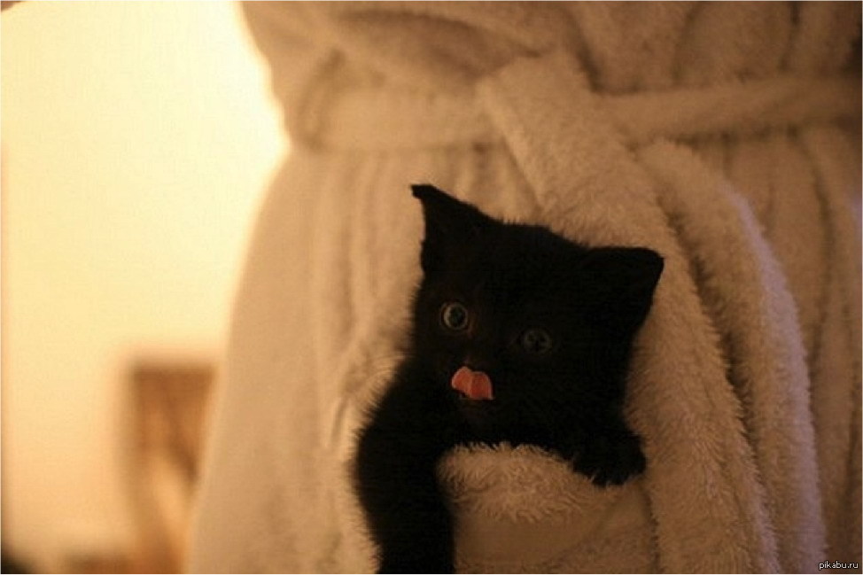 Black Kitten Wednesday Morning