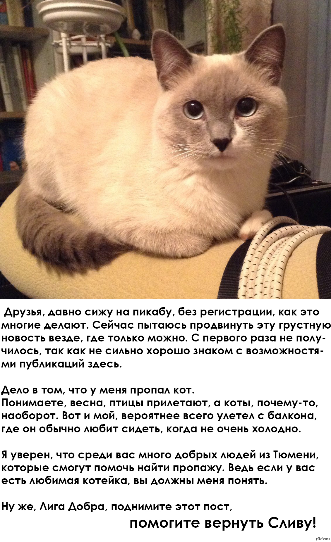 Кошачий возврат на человека. Как вернуть кота. Возврат кота к человеку. Сидящий кот из пикабу.