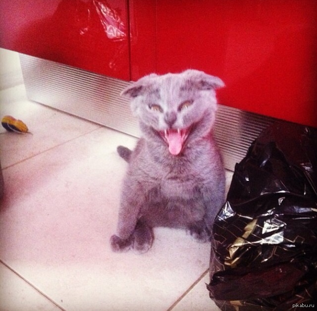 Маленький гремлин | Пикабу