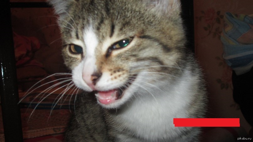 Мой котэ :3 | Пикабу