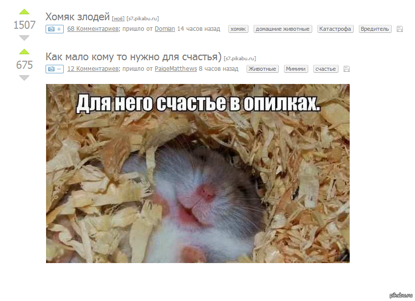 Хомяк пригласить друзей. Хомяк в опилках. Хомяк злодей. Опилки для хомяка. Норка хомяка.