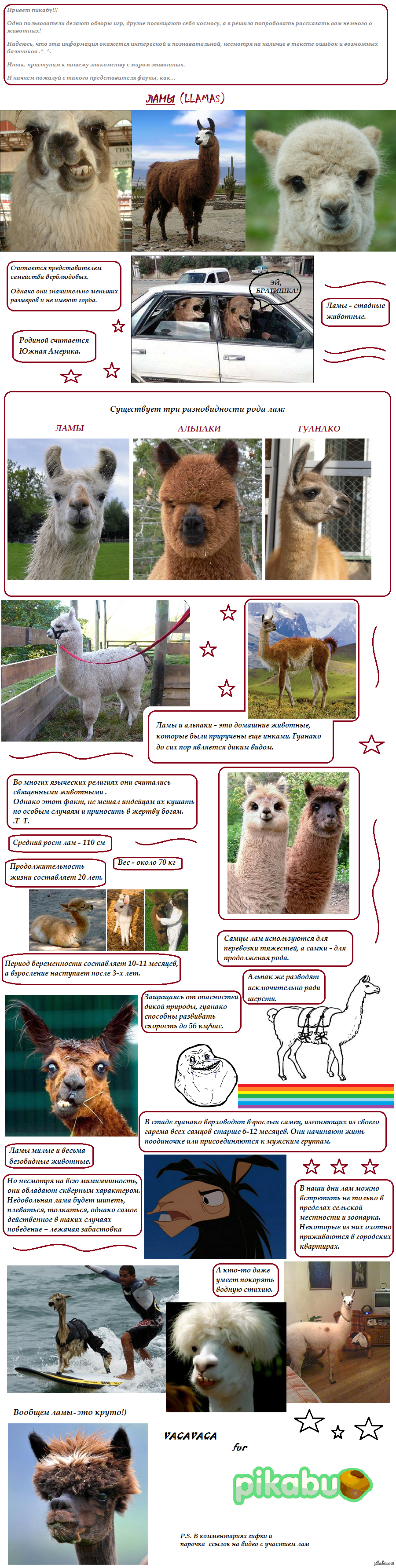 Ламы (Llamas) | Пикабу