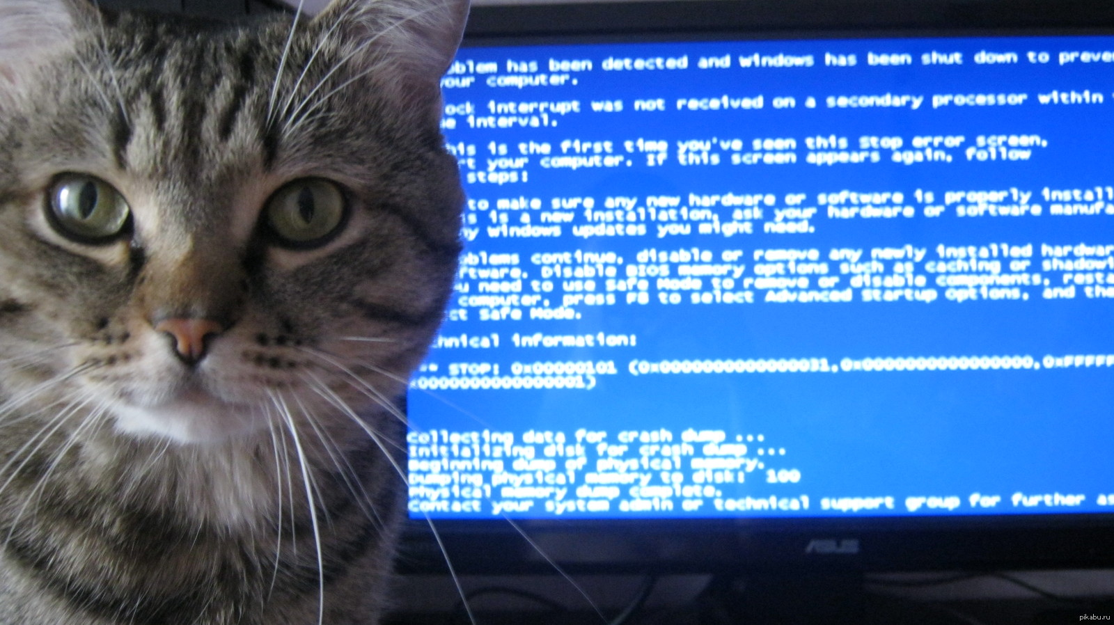 Кот разработчик. Кот программист. Кот Компьютерщик. Котик с компьютером. Коты программисты.