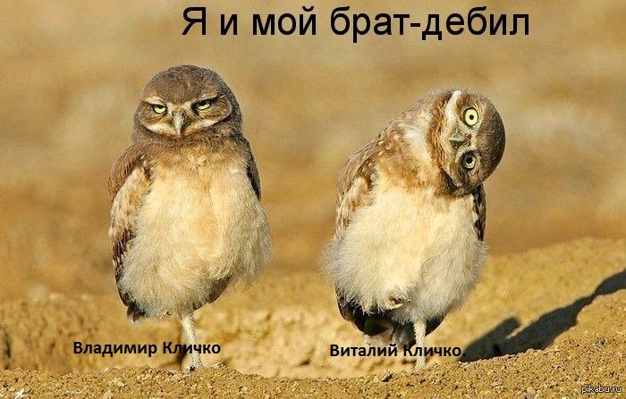 Братья Кличко | Пикабу