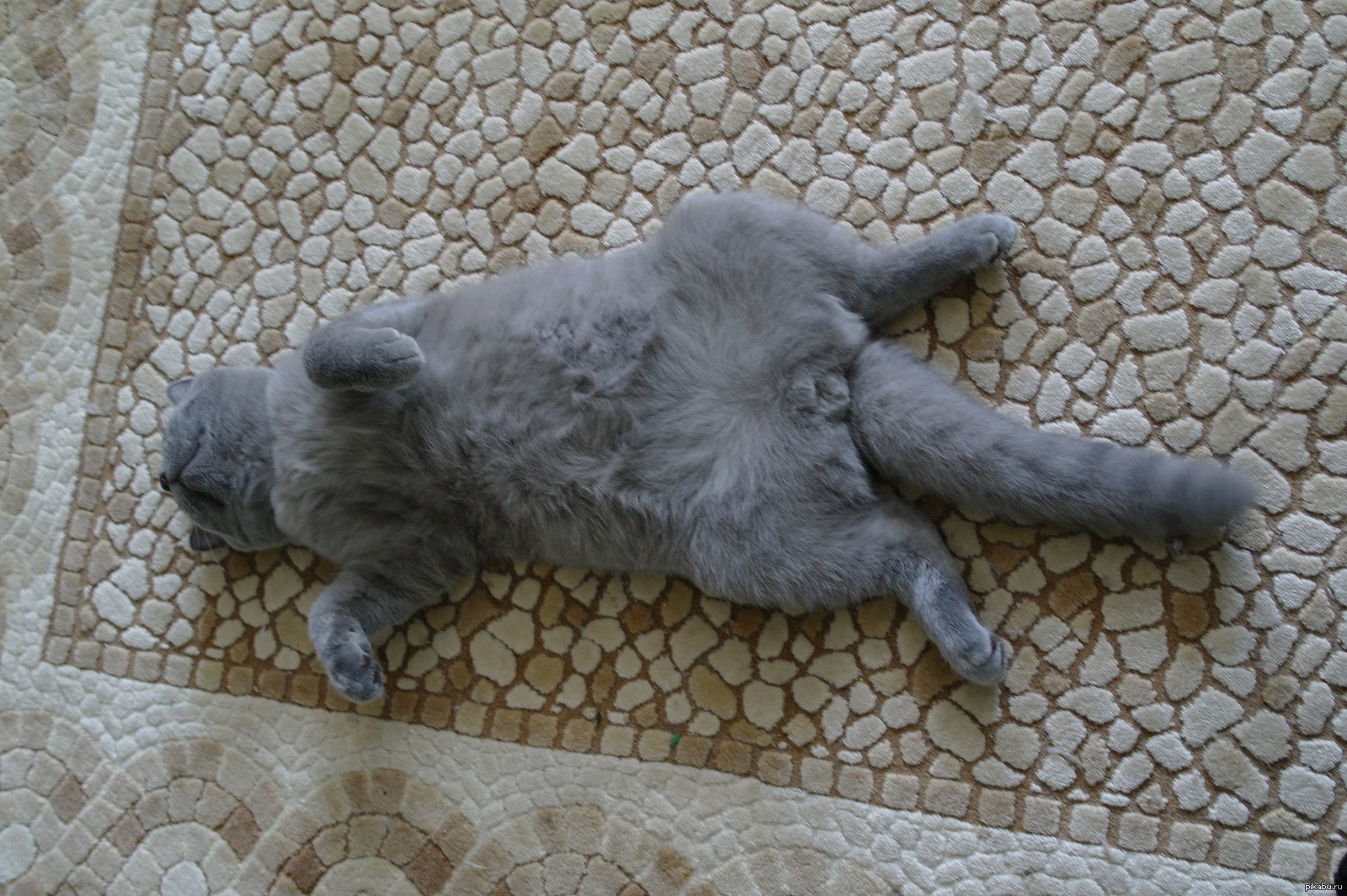 котяра | Пикабу