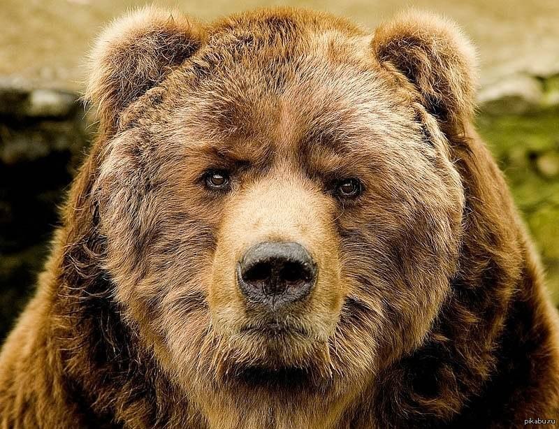 Мудрый медведь. Бурый медведь Михайло Потапыч. Морда медведя. Бурый медведь морда. Серьезный медведь.