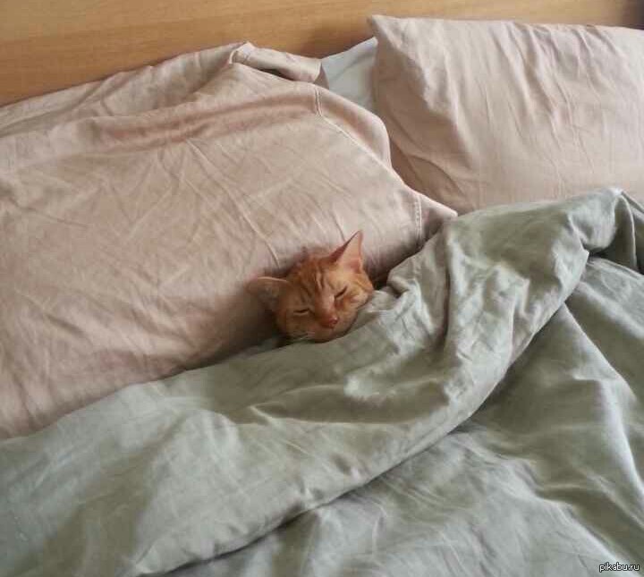 Котенок в постели. Кот в кровати. Кот в одеяле. Кот под одеялом. Кот в кровати под одеялом.