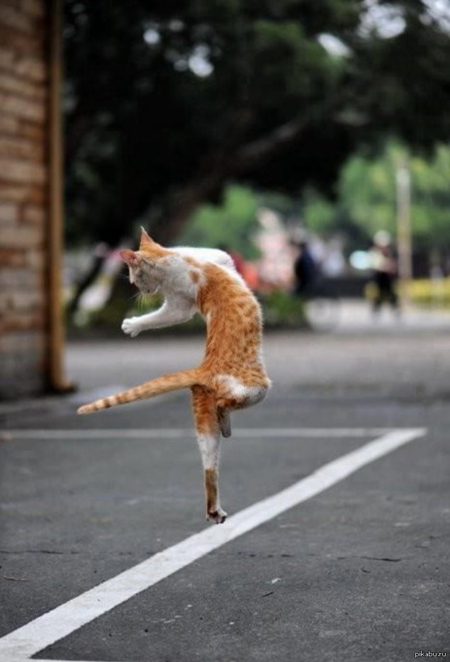 Шагающий кот. Танцующий кот. Кот идет домой. Кот танцует. Кот пляшет.