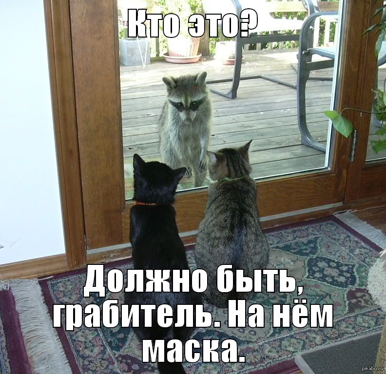 Прикольные фото котов с надписями
