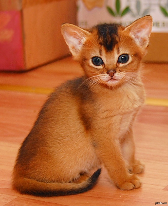 Продам породистых. Абиссинец Манчкин. Абиссинская порода кошек. Котята Абиссинской породы. Шиншилловый абиссинец.
