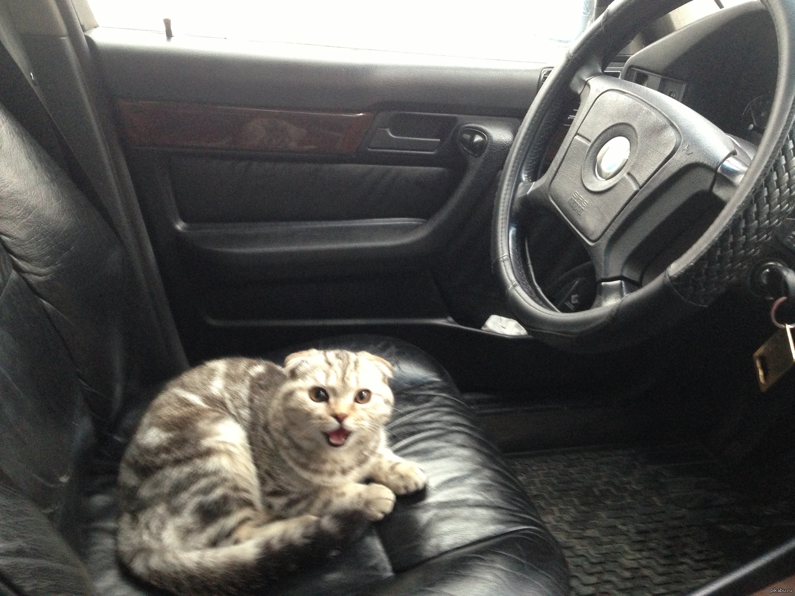 Cats bmw. Коты и БМВ. Котик с БМВ. Селфи кота с БМВ. Селфи кота с машиной.