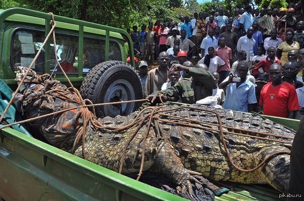 Shaman Eaten By Crocodile