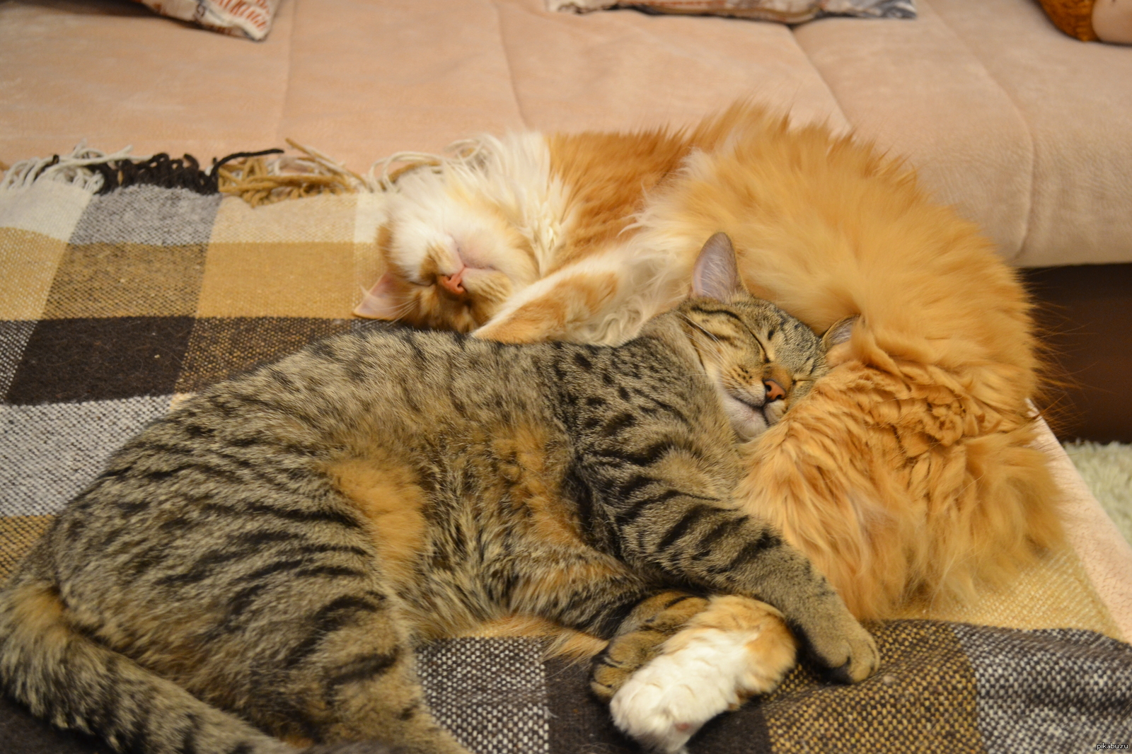 Кошки спят вместе