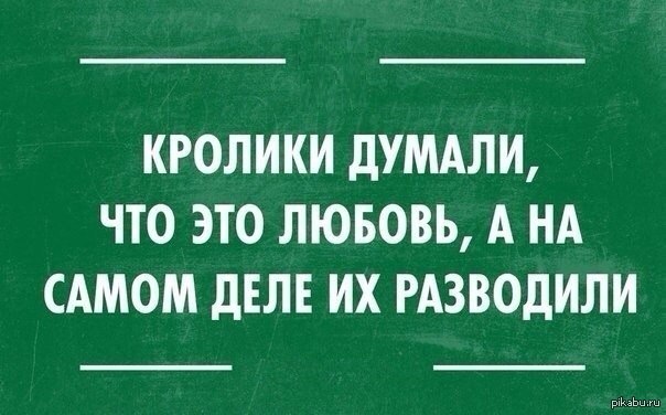 Кролики | Пикабу