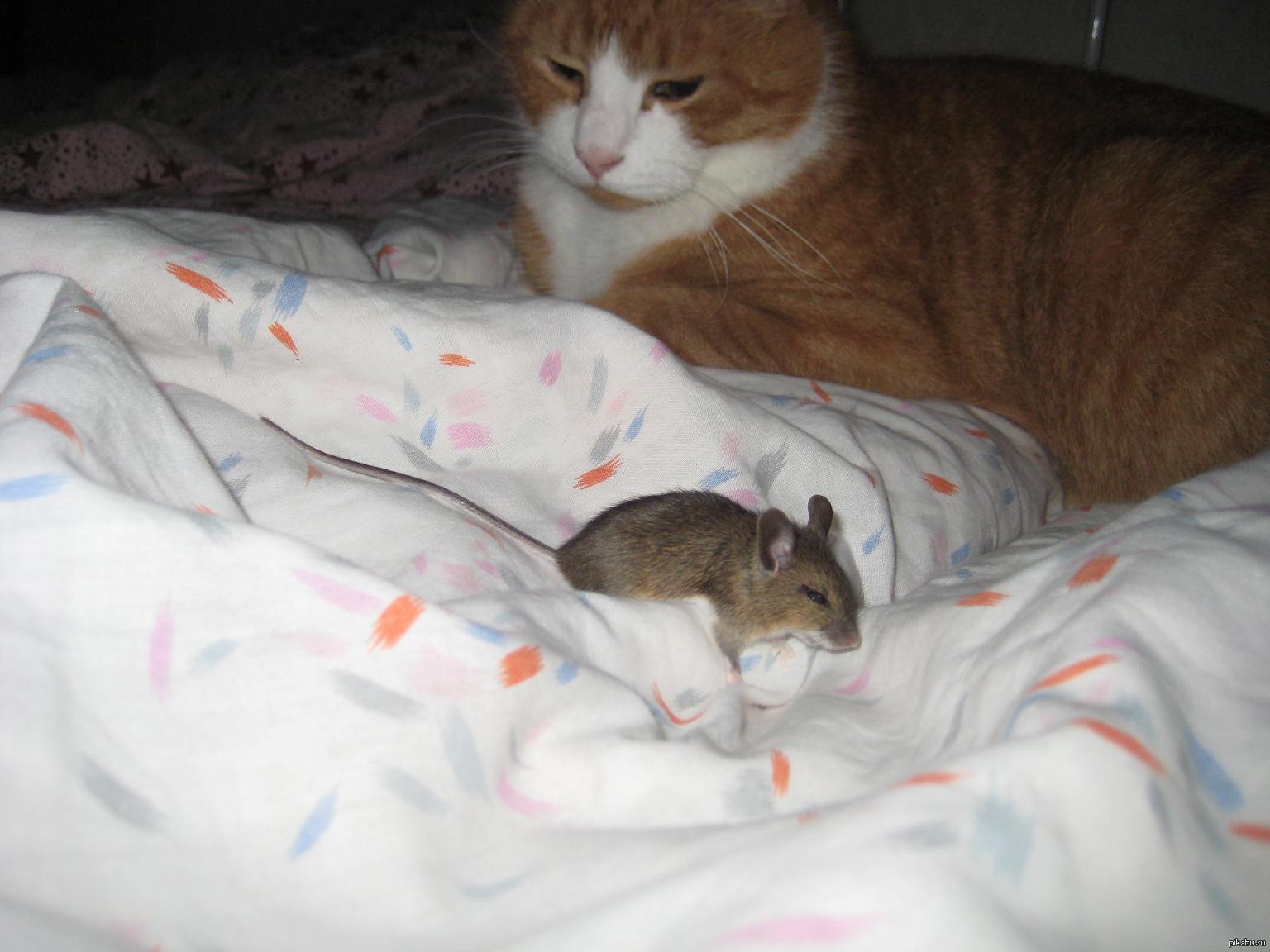 Мышка под одеялом