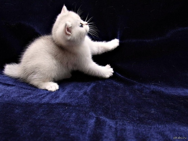 Включи белого котенка. Кошка белая. Белый котик. Белый пушистый котенок. Белая пушистая кошка.
