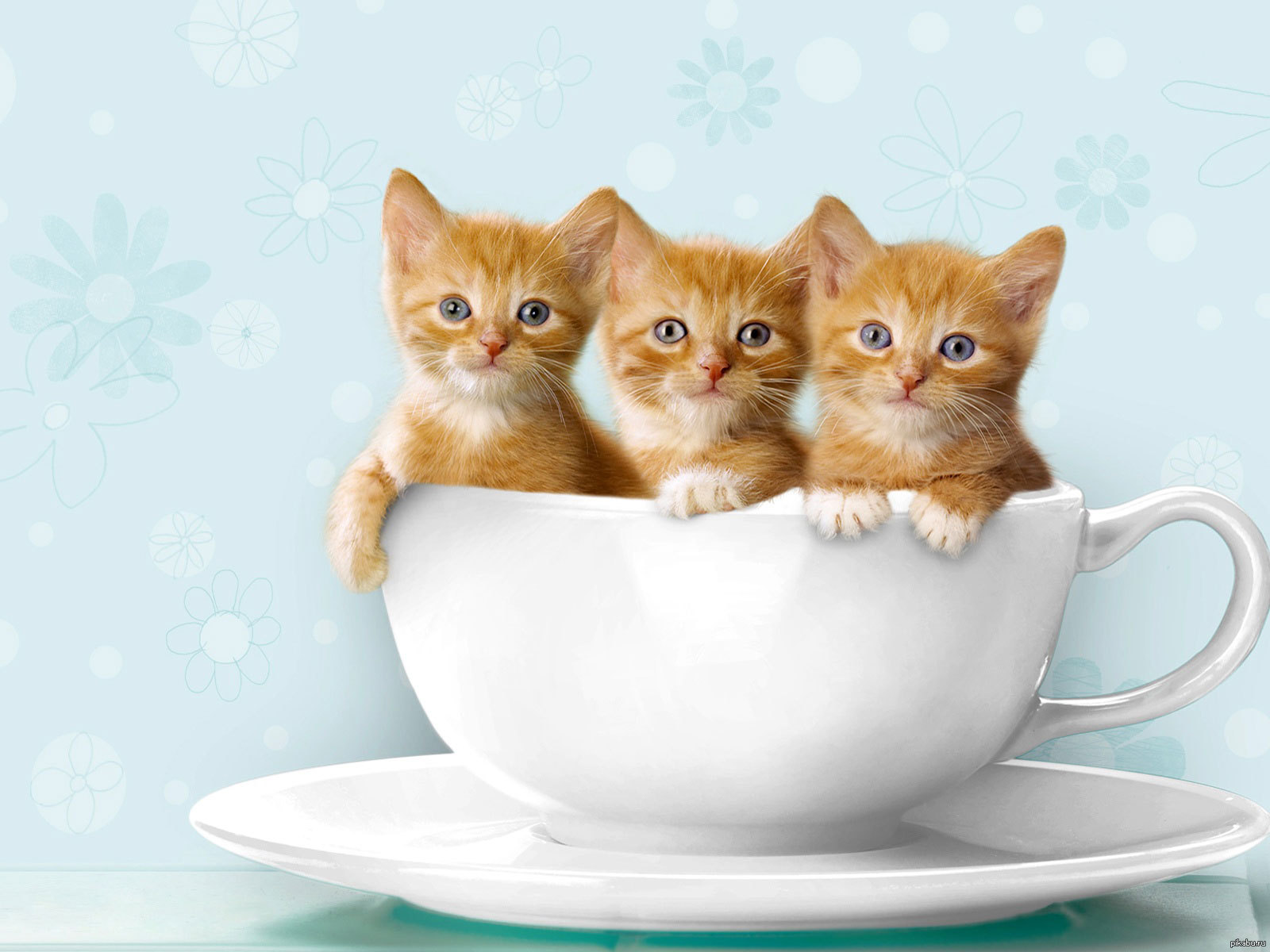 Открытки с котиками милые