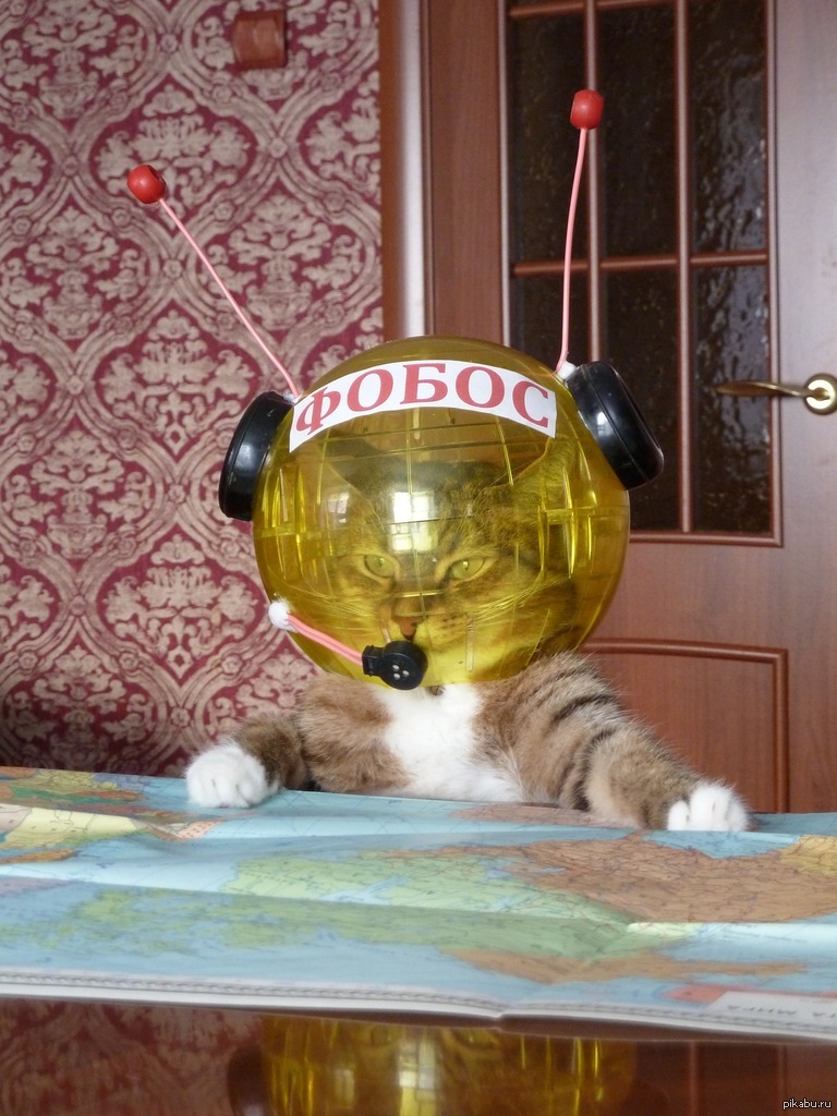 Happy Holidays! - My, cat, Space, Holidays