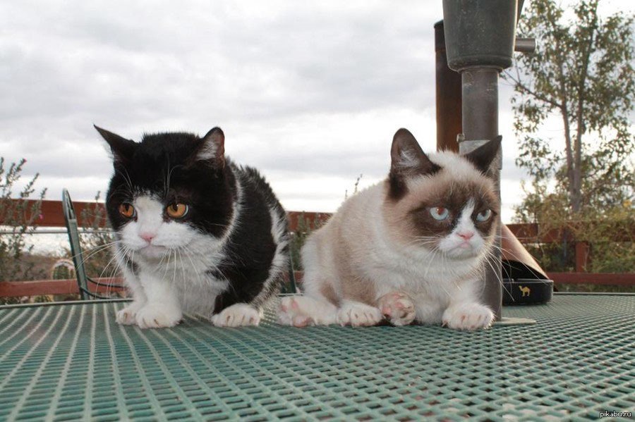 Покажи картинки кэт напа. Сердитый кот. Два злых котика. Брат Грампи Кэта. Два недовольных кота.