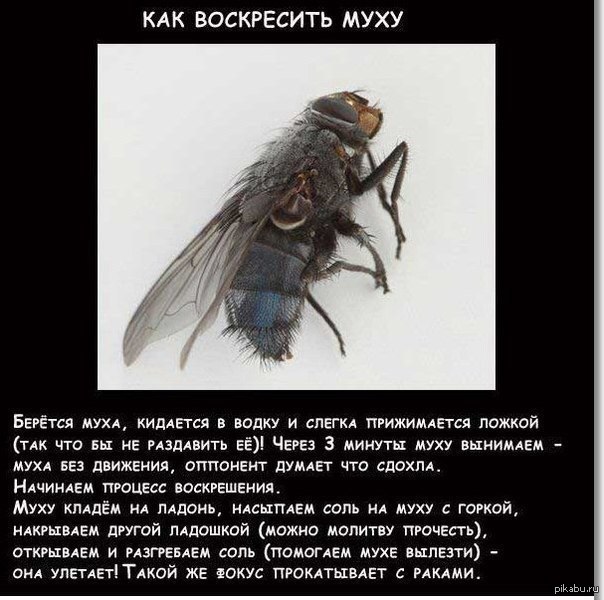 Когда просыпаются мухи. Как воскресить муху. Интересные факты о мухах. Муха потирает лапки. Мухи достали.