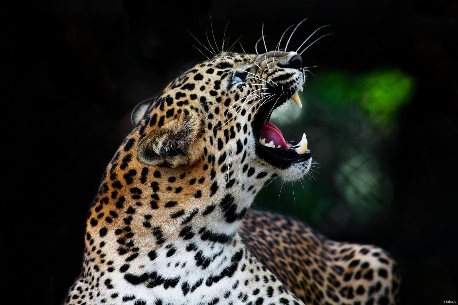 Леопард с открытой пастью