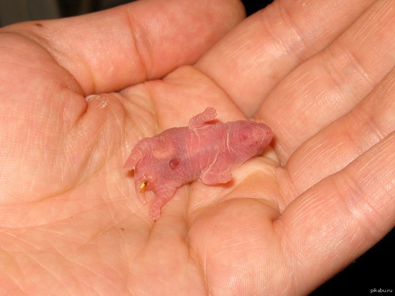 Родились хомячки. Новорожденные джунгарские хомяки. Детёныш кенгуру новорожденный. Маленькие хомячки Новорожденные. Джунгарский хомячок новорожденный.