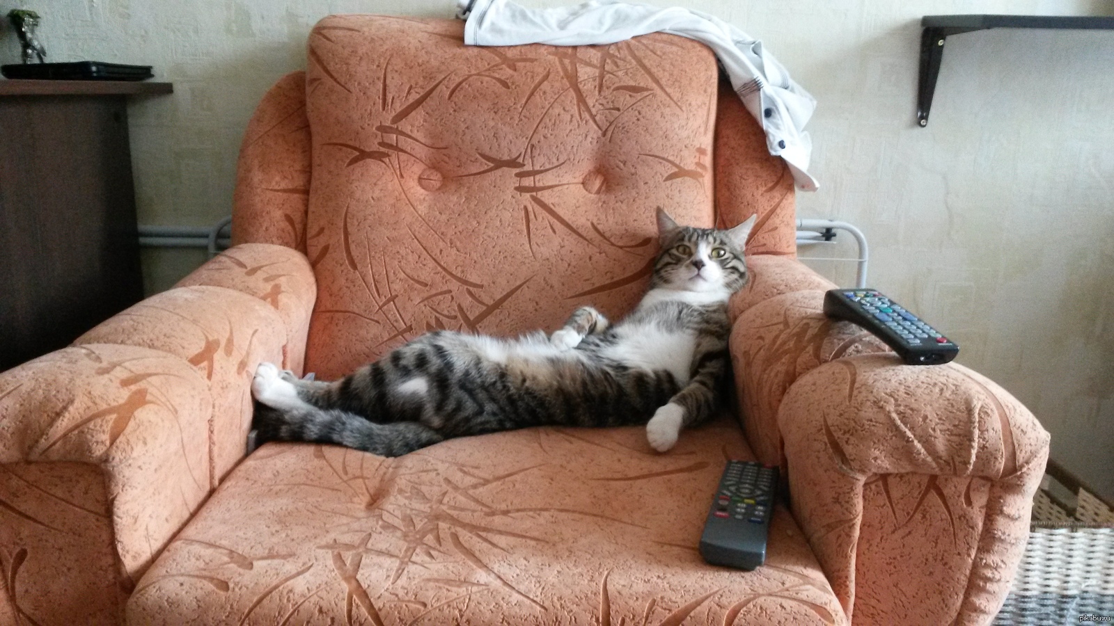 Хочу выходные. Кот развалился на диване. Котик отдыхает на диване. Ленивые выходные. Кошечка отдыхает на диване.