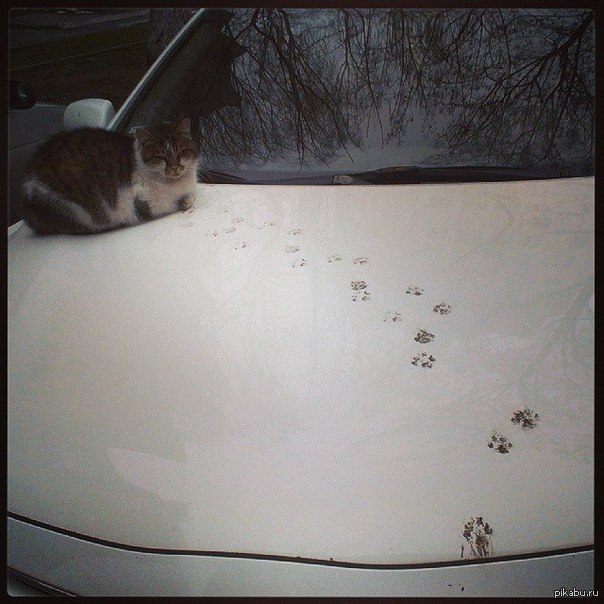 Кошка на капоте. Кошачьи следы на машине. Следы кошки на машине. Кошачьи следы на капоте. Кот в машине.