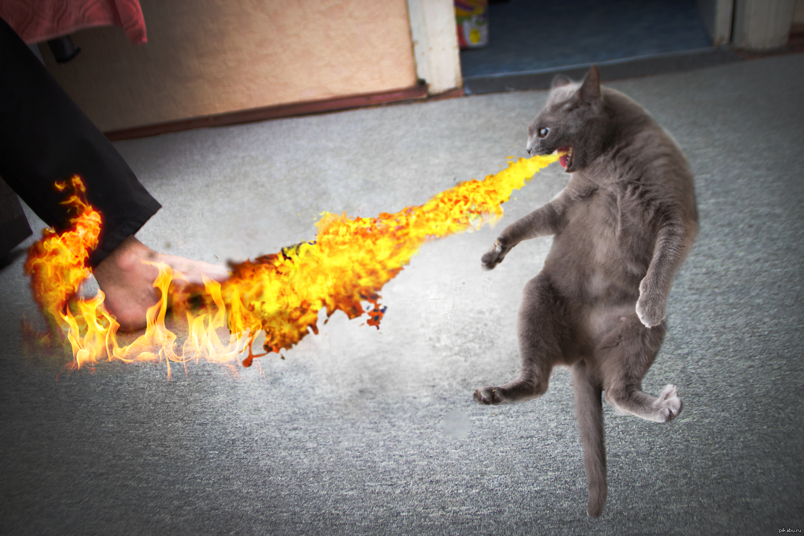 Горящие кошки. Кот поджигатель. Кот горит. Горящий котенок. Кошка сгорела