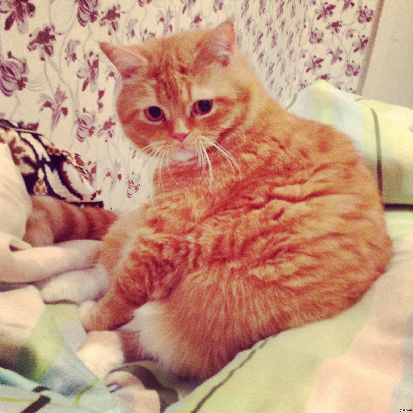 Котик:) | Пикабу