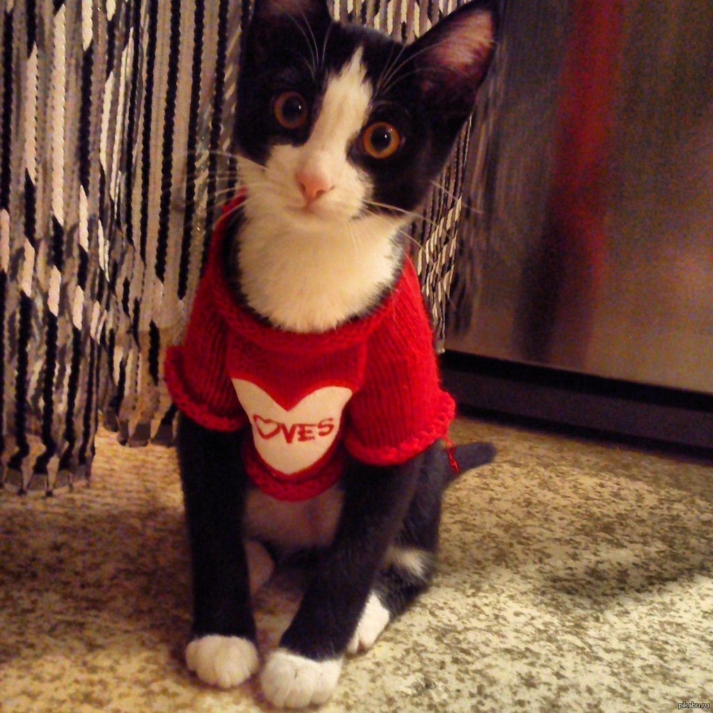 Кот в кофте. Кот одетый в футболку. Кот одет в майку. Котик в кофточке.