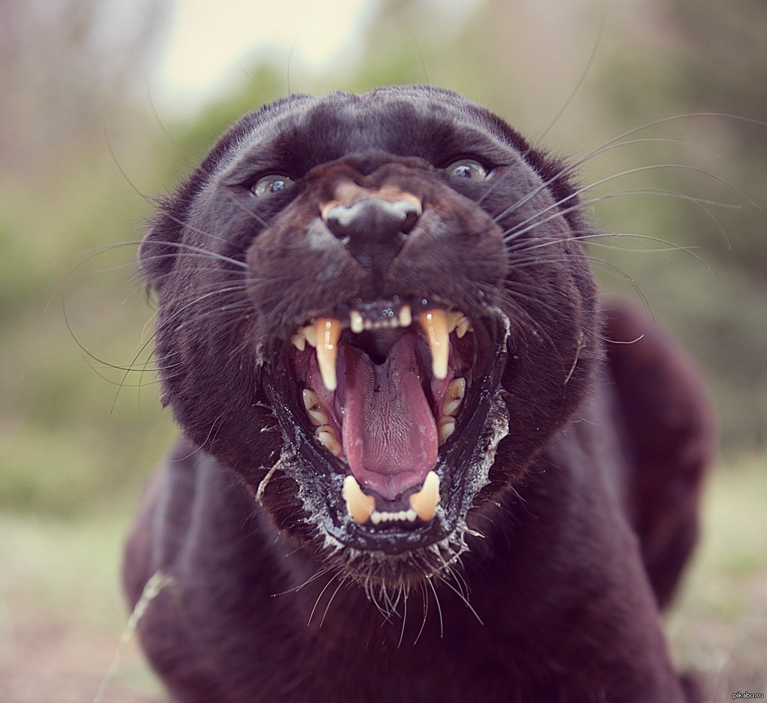 Пантера зевает