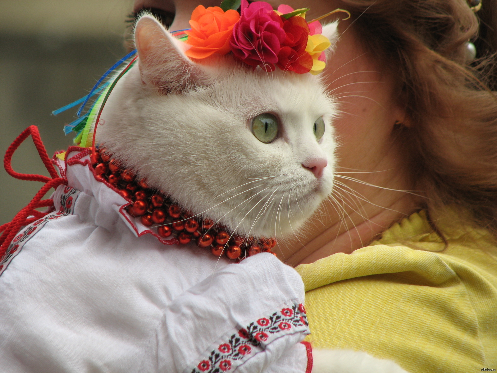 Кот украинец. Кошка в вышиванке. Украинский кот. Котики в украинской вышиванке.