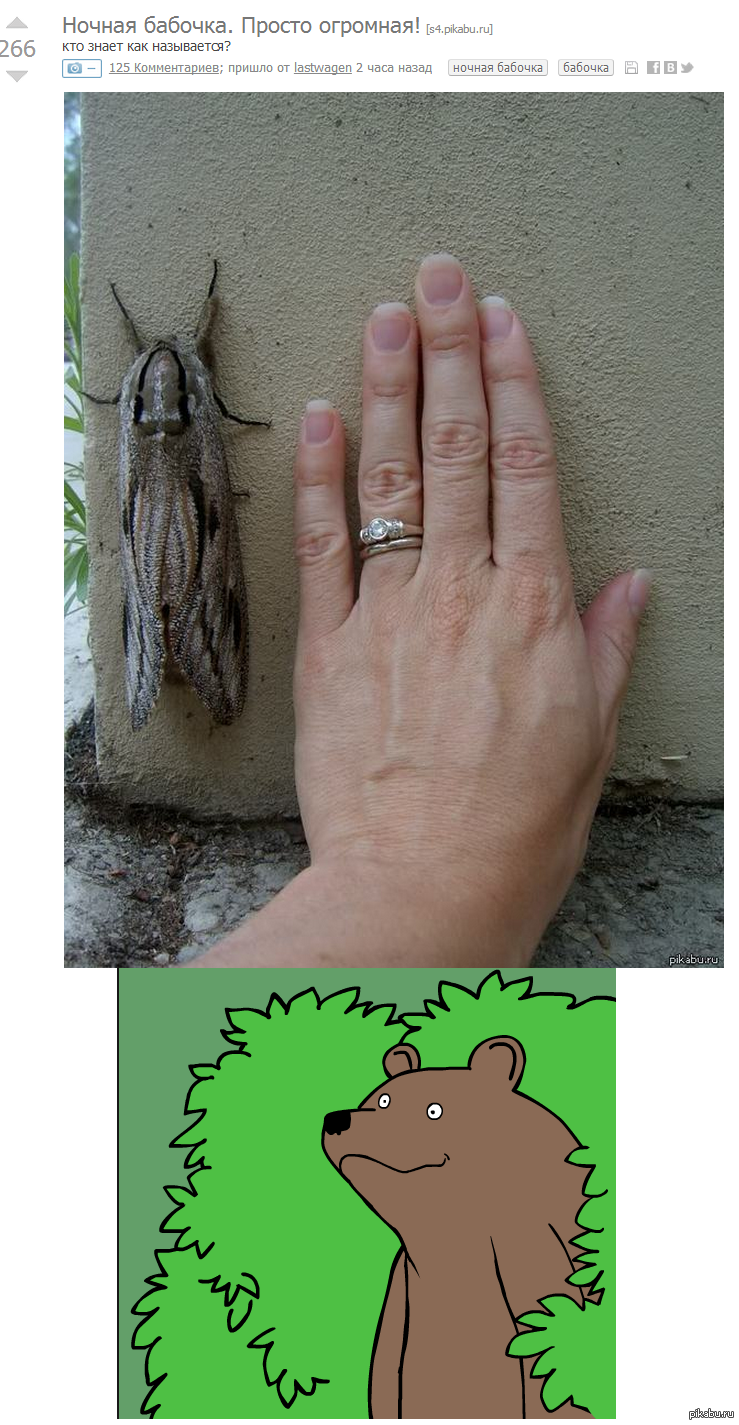 Эксперт | Пикабу