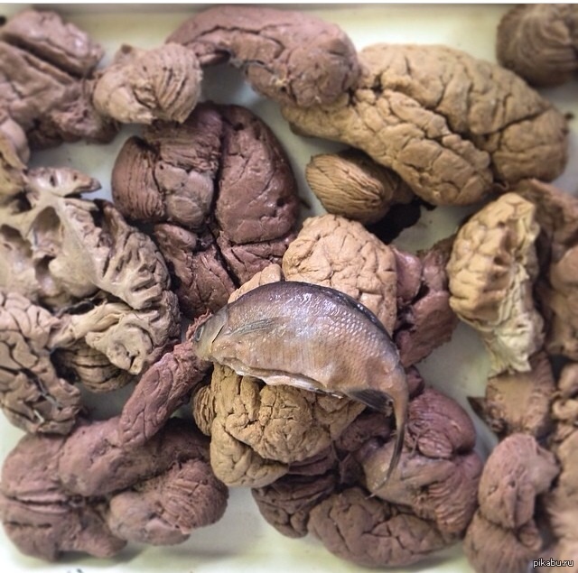 Анатомический музей рудн. Кафедра анатомии животных. Кафедра анатомии животных. Кличка профессор климов. Анатомический институт.