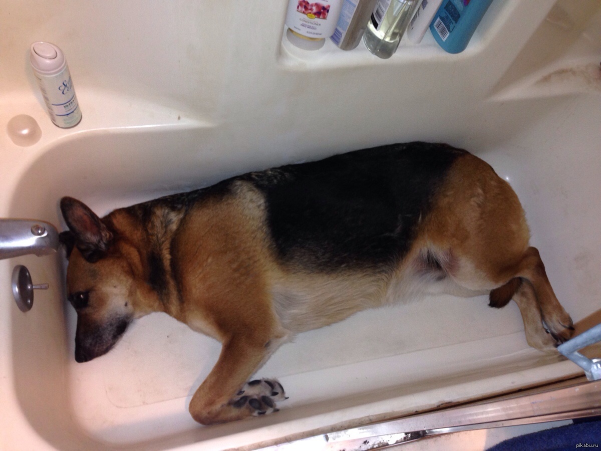 Собака без еды и воды. Ванна для собак. Пес в ванной. Купание немецкой овчарки в ванной. Щенок в ванной.