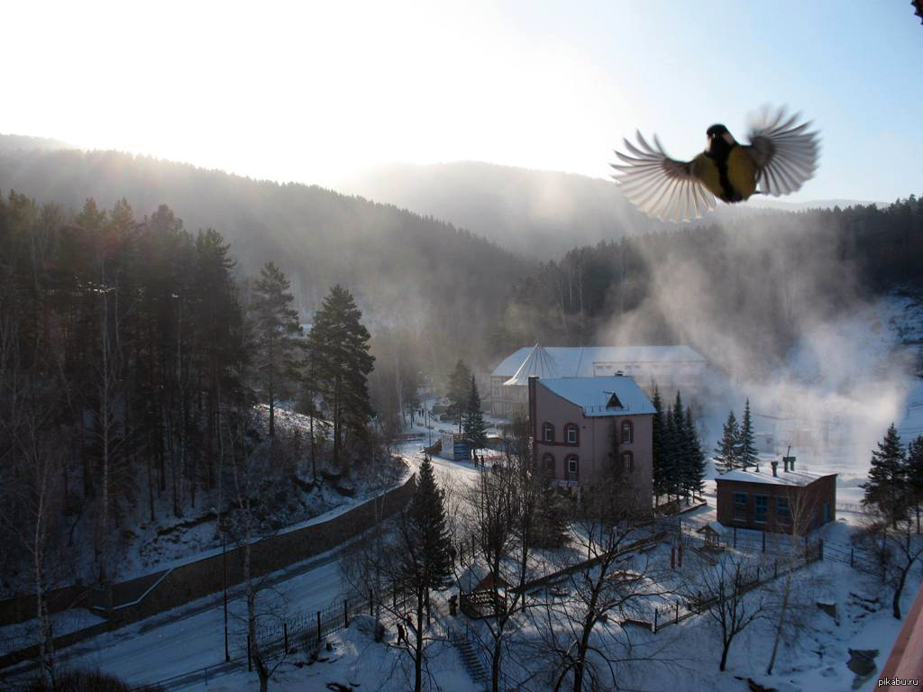 Крылья веером | Пикабу