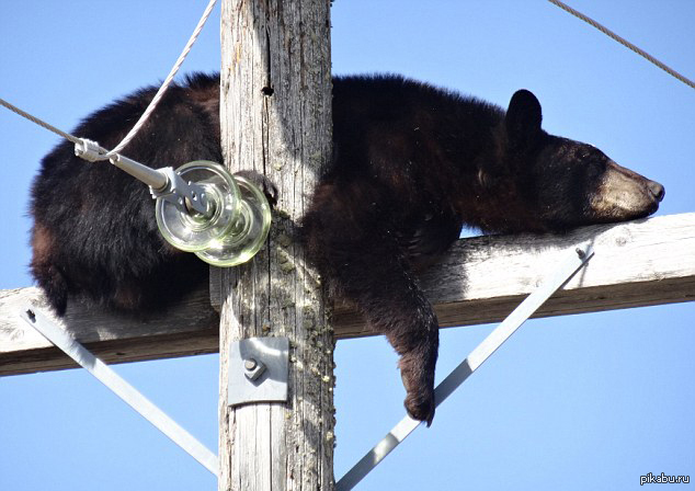 Bear power. Медведь на столбе. Медведь на высоковольтной опоре. Медвежонок на столбе. Медведи на электрический столб.